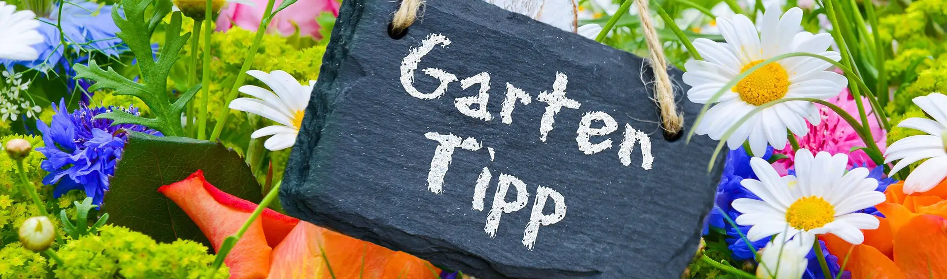 Gartentipps