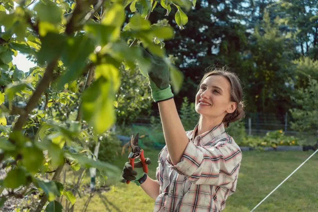 Sommerschnitt Obstbaum