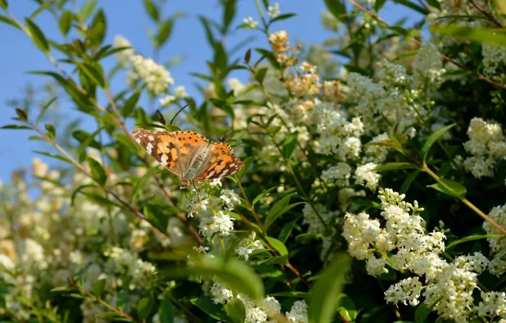 Schmetterling-auf-Blüte