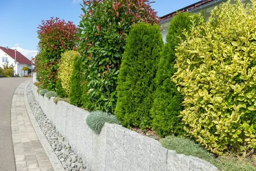 Hecke Sichtschutz