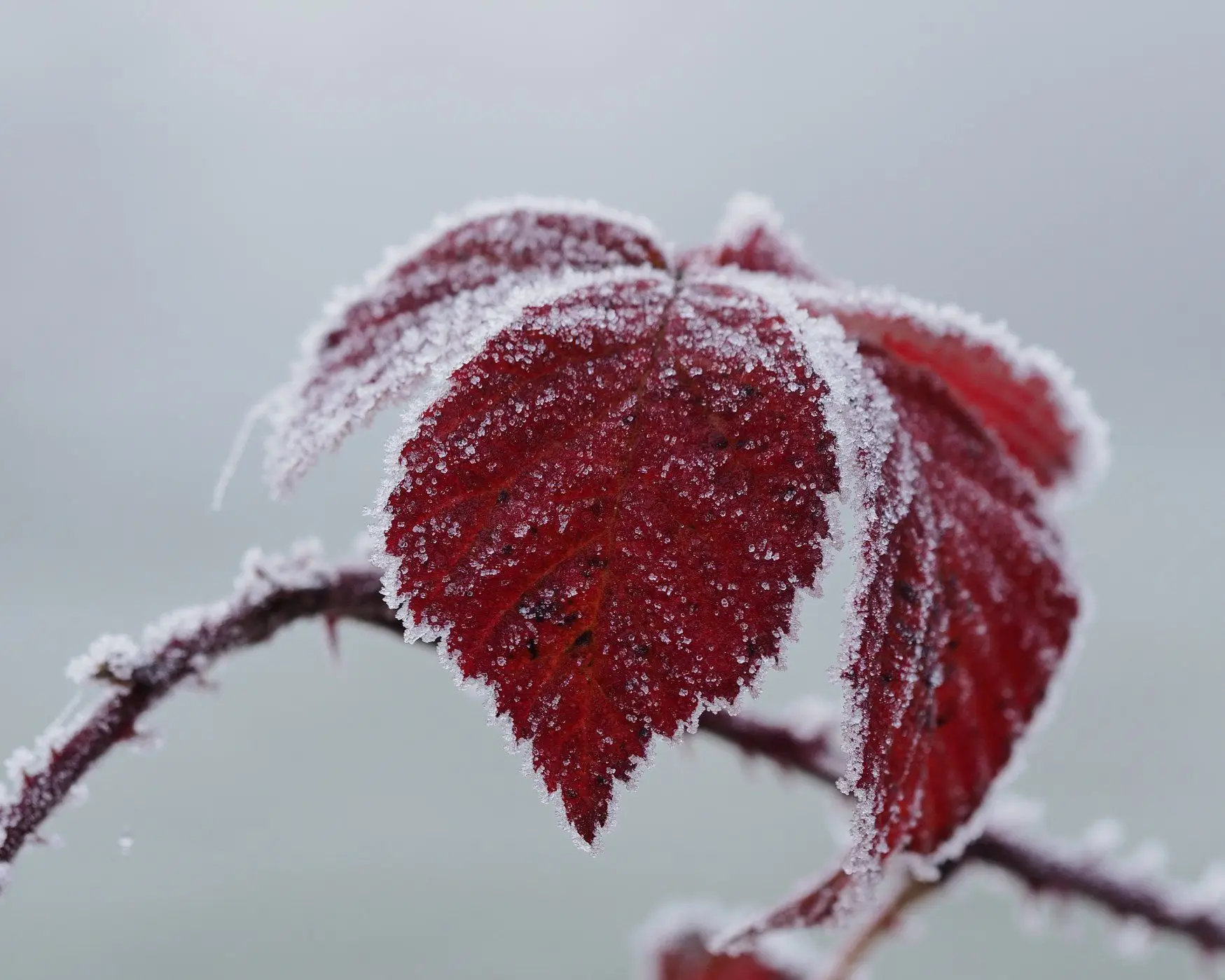 Frost über Blätter