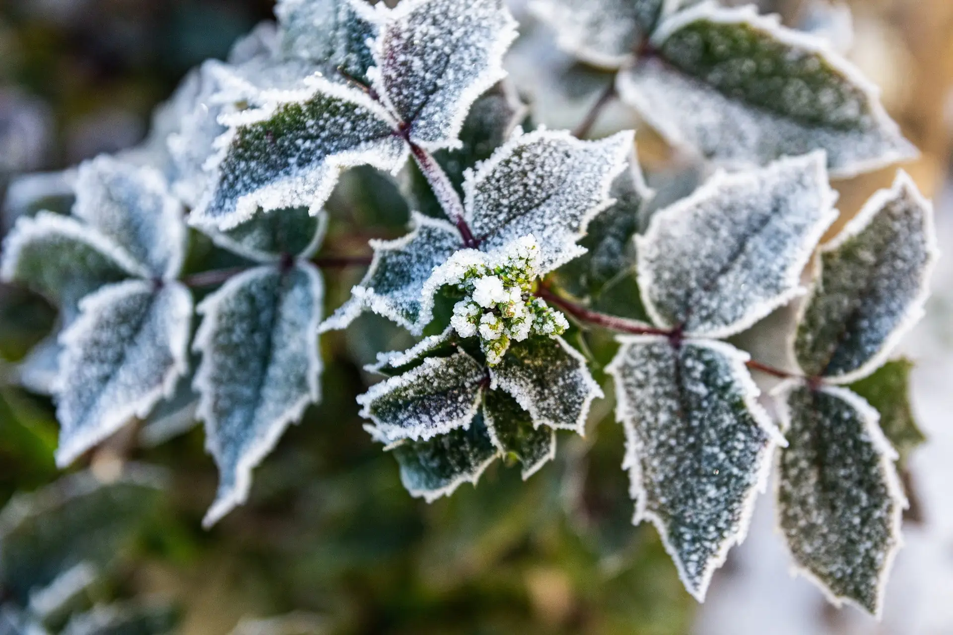 Winter im Garten