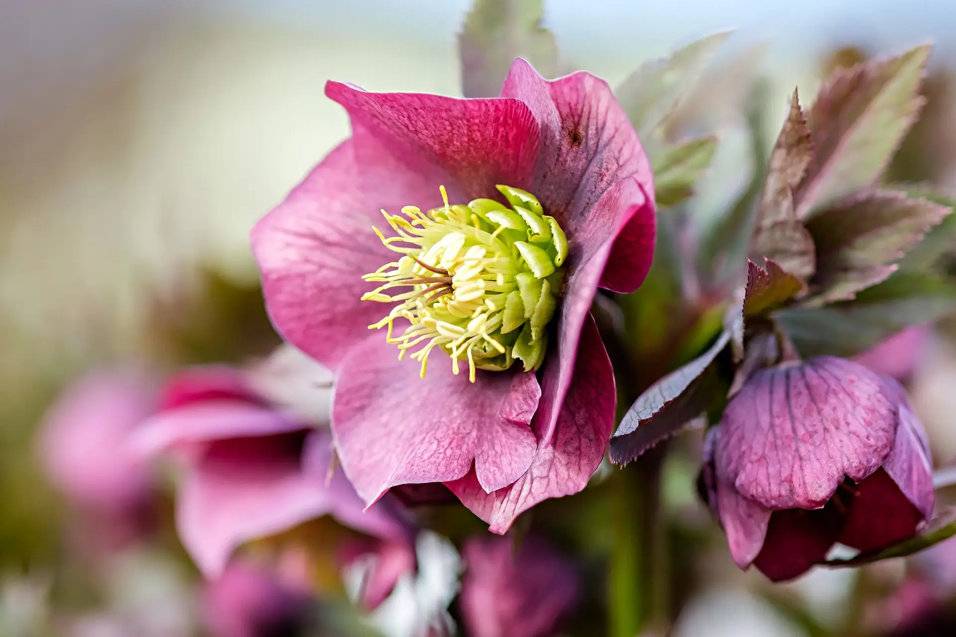 Helleborus