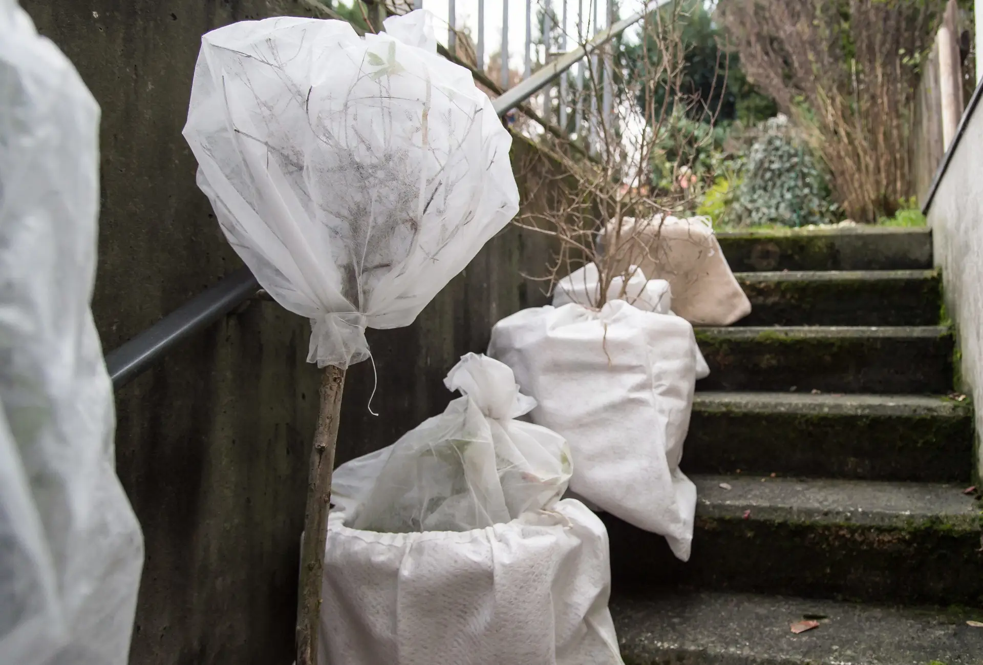 Pflanzkübel und eingetopfter Hochstamm wurde mit Vlies umwickelt. Die Pflanzen sind vor der Kälte im Winter geschützt und stehen auf der Kellertreppe.