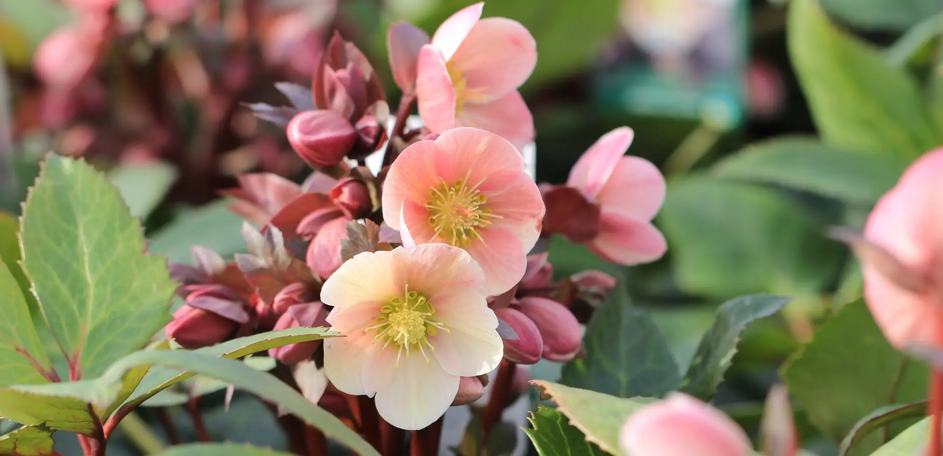 Lenzrosen - Helleborus im Frühling