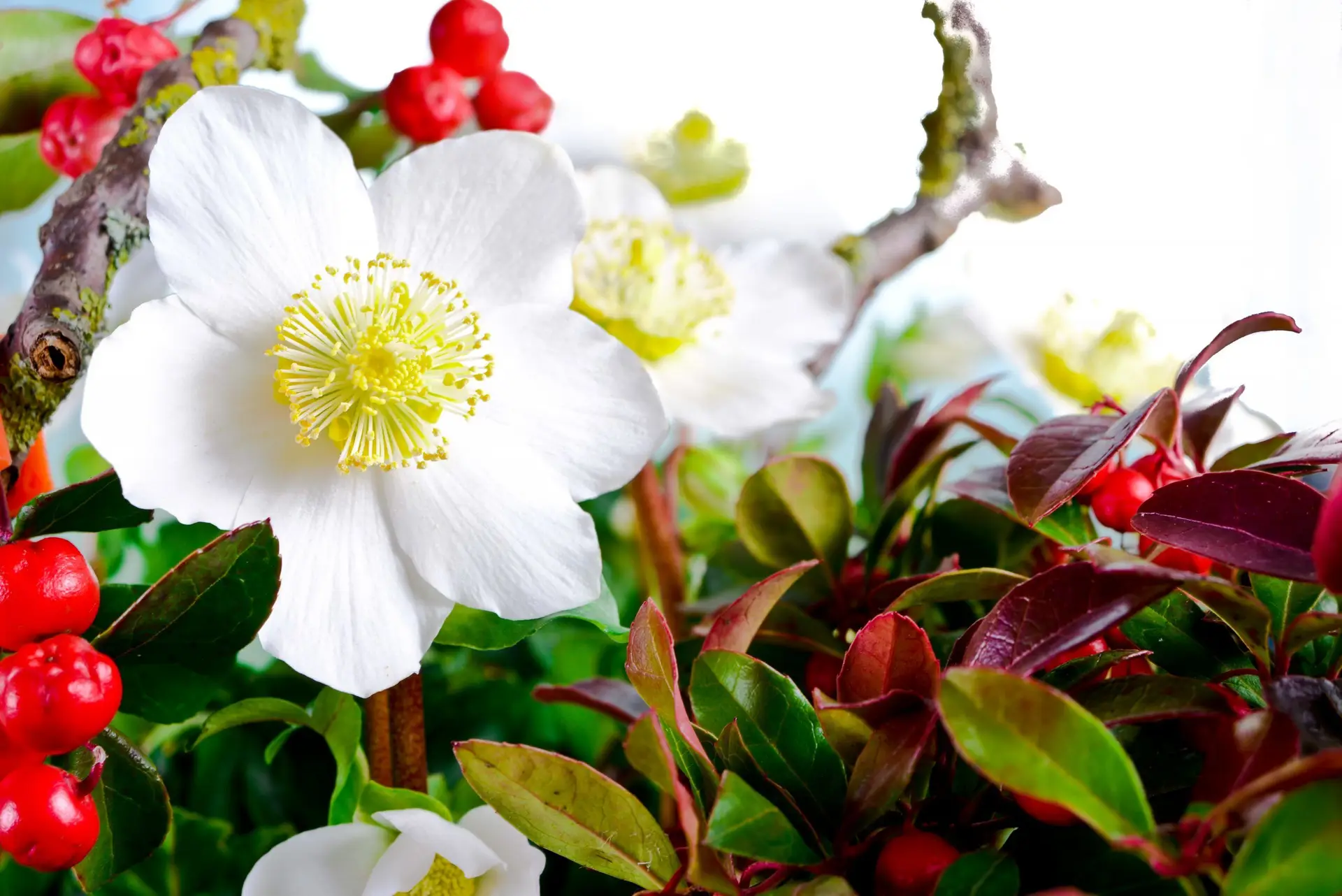 Christrosenblüte Nahaufnahme