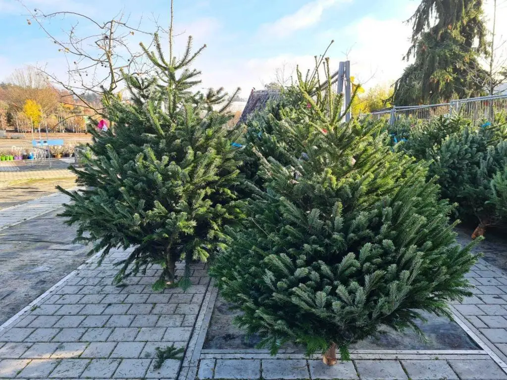 Weihnachtsbaum geschlagen