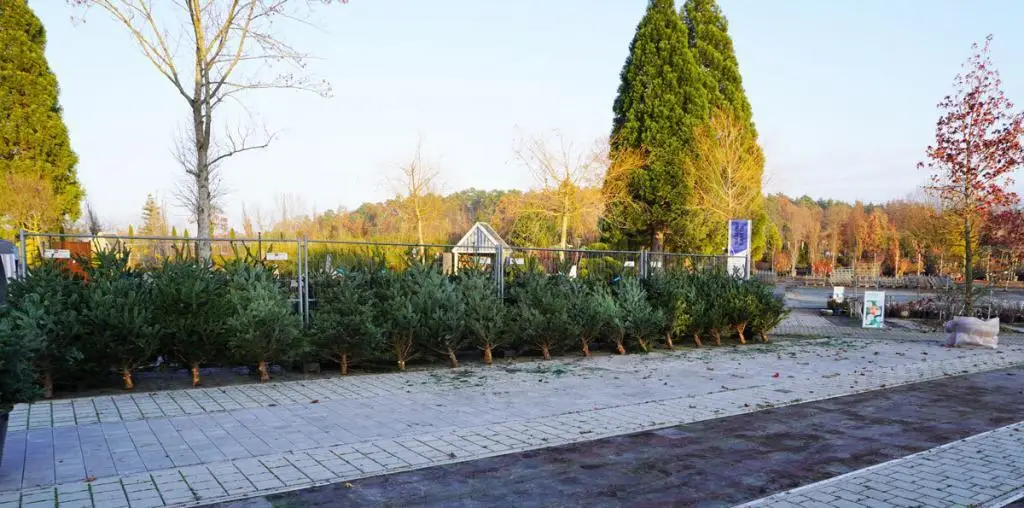 Weihnachtsbaum geschlagen