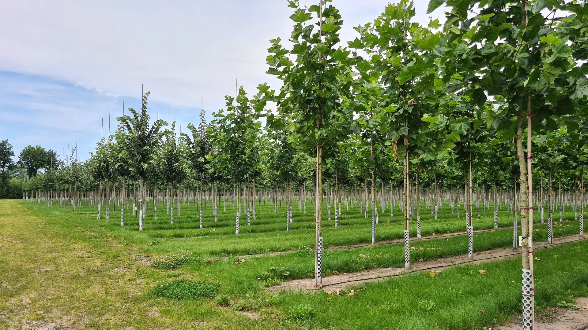 Baum Klimawandel