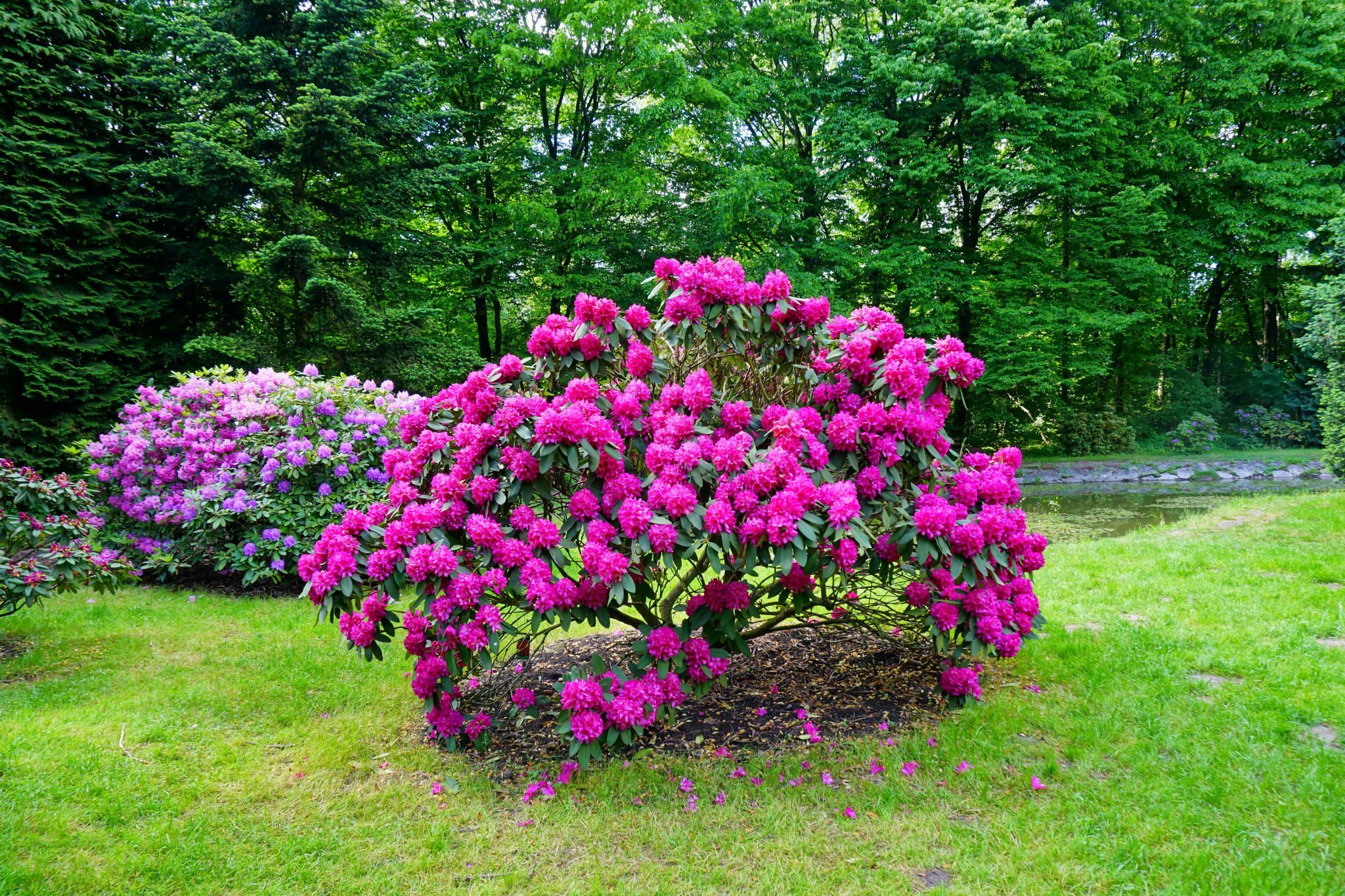 Immer grüner Garten Grünes Zentrum Schopf