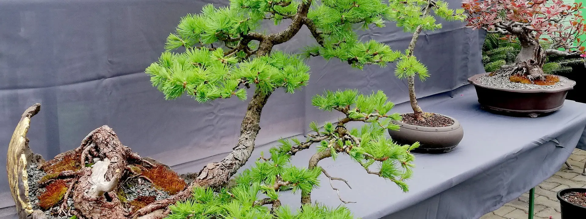 bonsai-schopf-kirschbluetenfest-2022