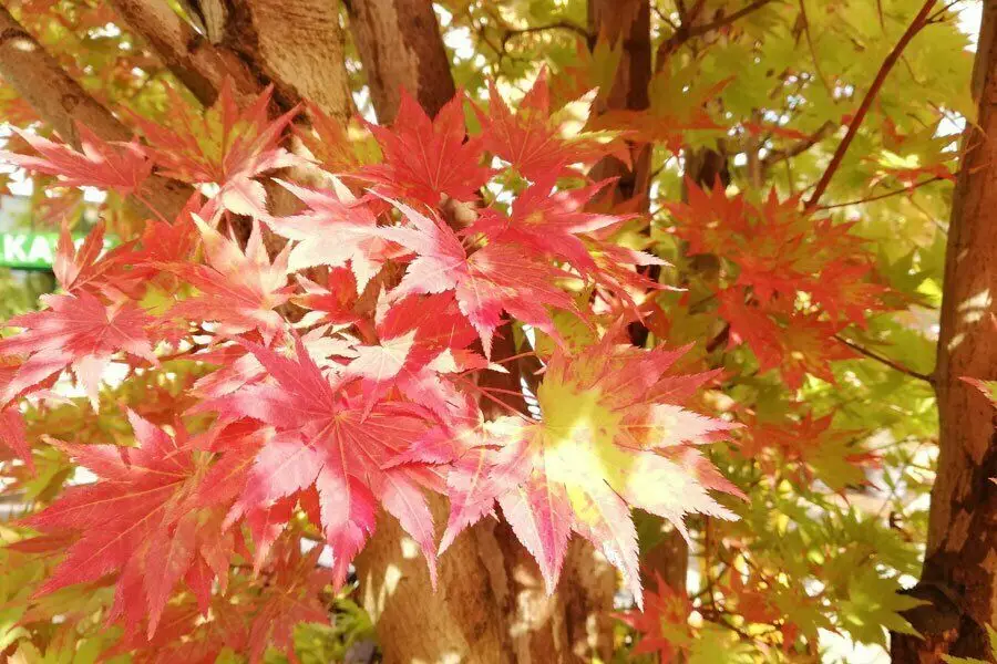 Gartengespräch Goldener Herbst mit dem Gruenen Zentrum Krottenbach