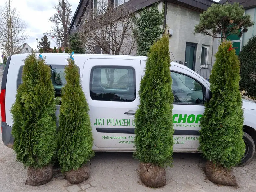 thuja-angebot