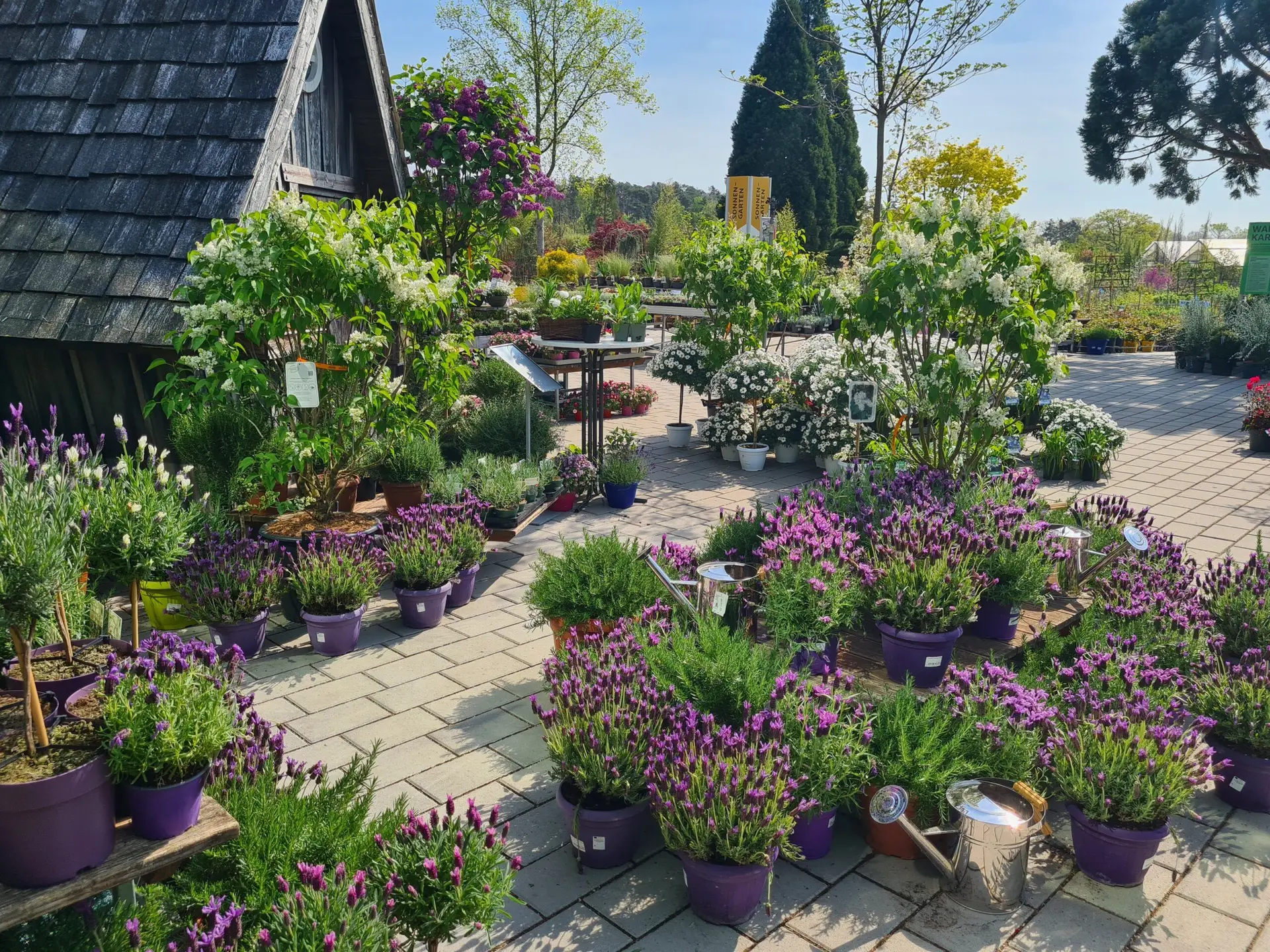 Hexenhaus mit Lavendel