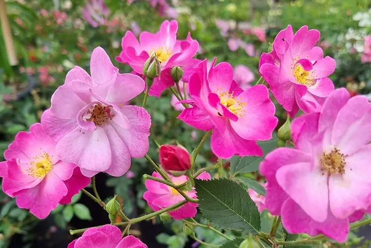 bienenfreundliche-rosen