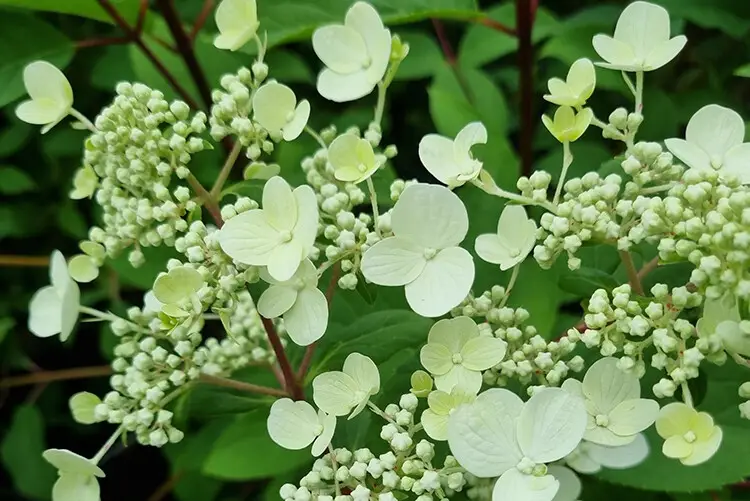 hortensie